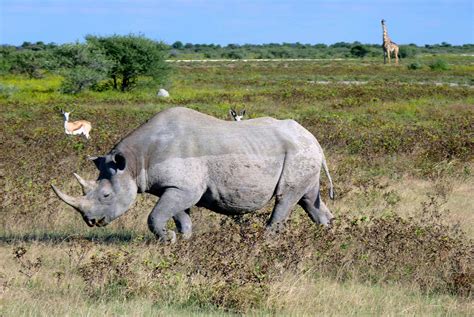 Looking for a RHINO on a 1 DAY SAFARI  Etosha National Park